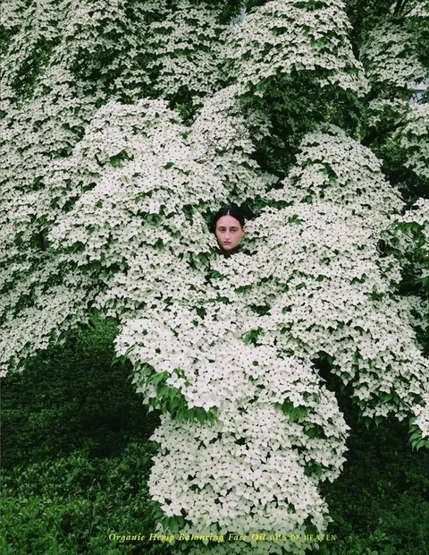 Photograph of a person's face peeking out of a huge white flowering shrub.